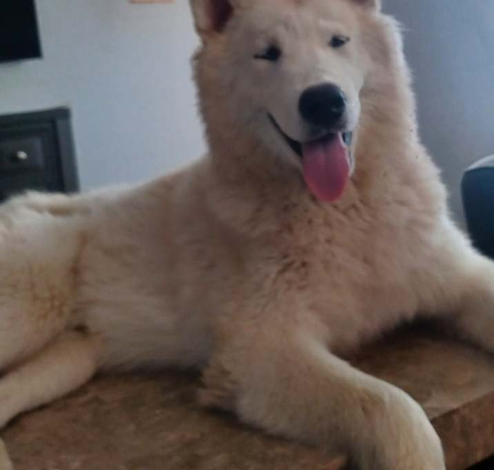 Photo of Komi