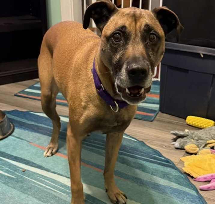 Photo of Havarti