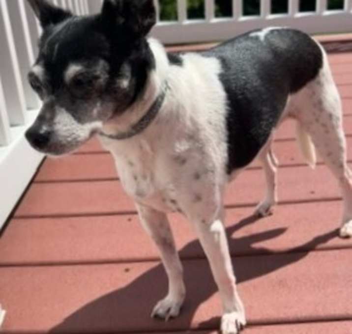 Photo of Penny/Little Bit