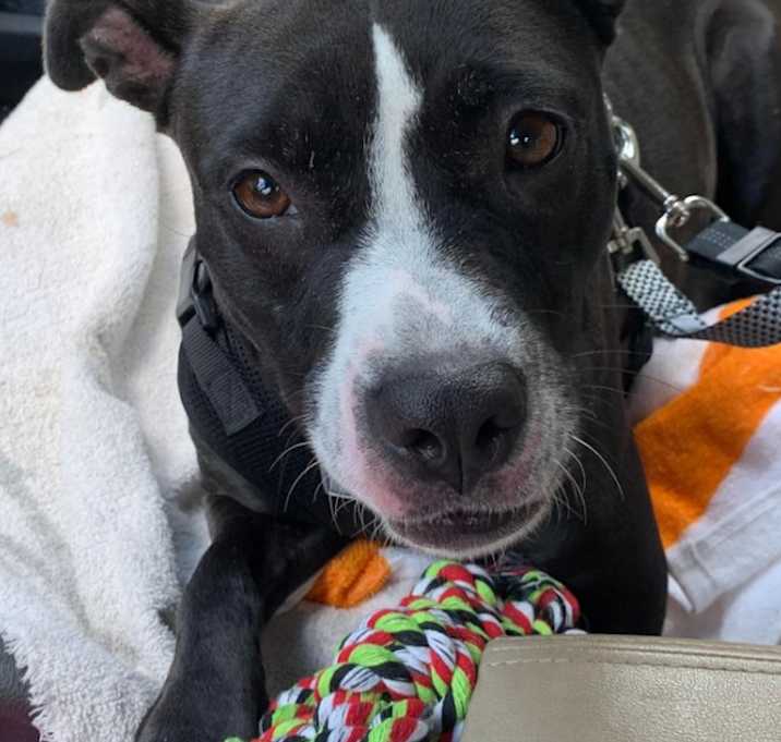 Photo of Fig