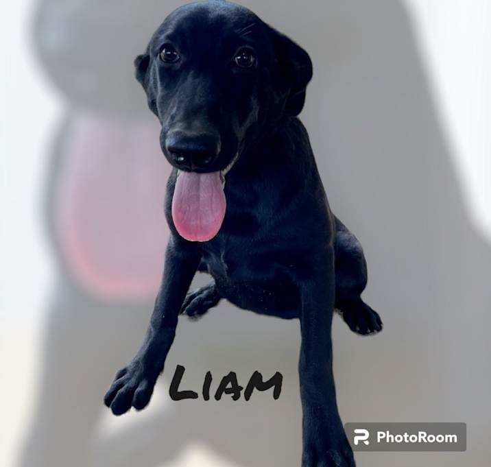 Photo of Liam