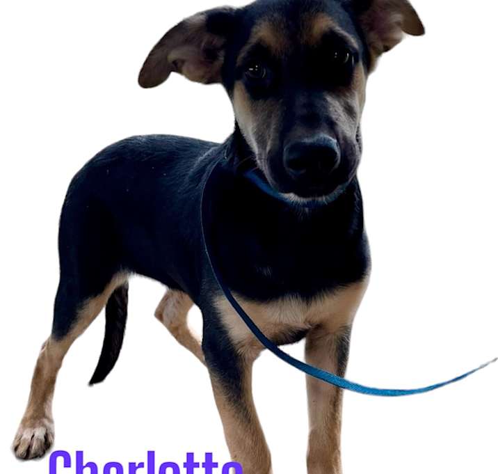 Photo of Charlotte