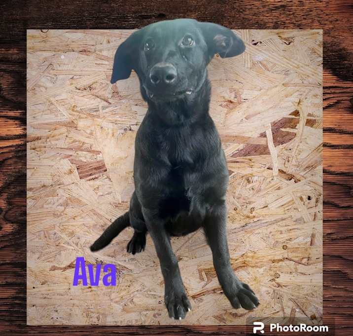 Photo of Ava