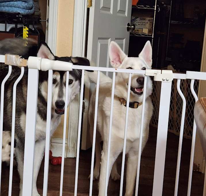 Photo of Nala