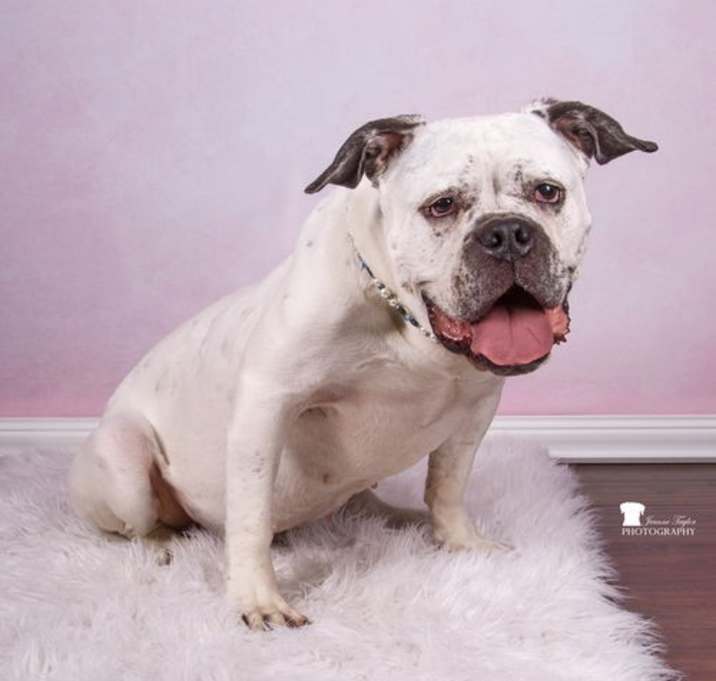 Photo of Zarah-WAIVED ADOPTION FEE