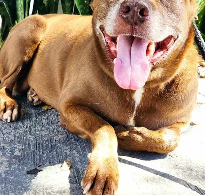 Photo of Brownie