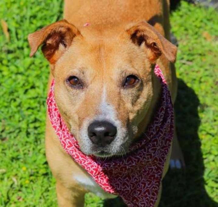 Photo of Prancer