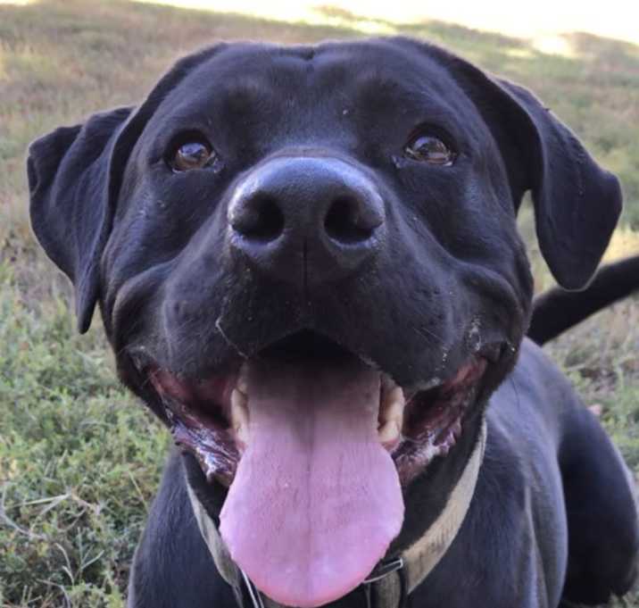Photo of Louie