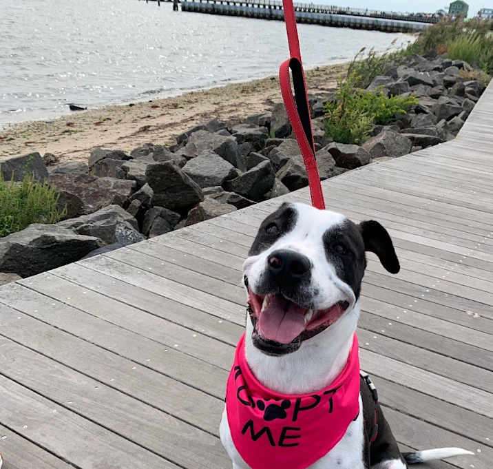 Photo of Chica