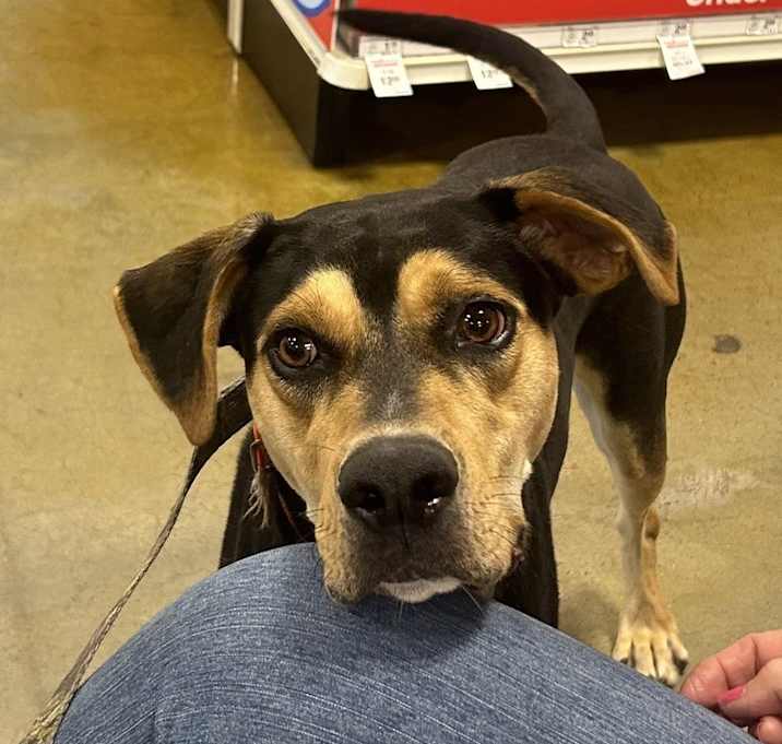 Photo of Odie