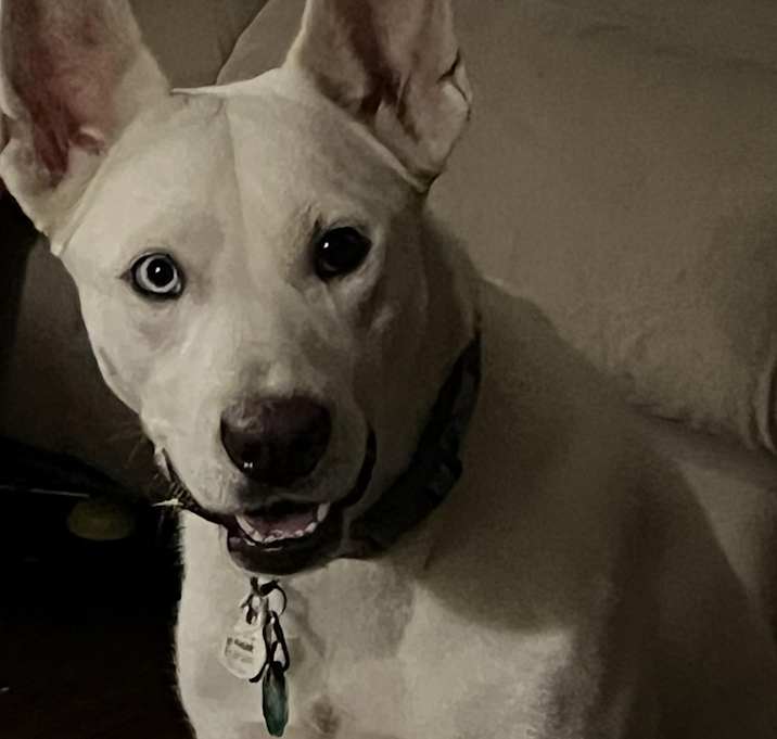 Photo of Oberon