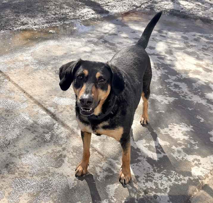 Photo of Willow - ADOPTION PENDING