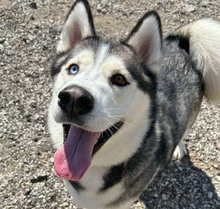 Photo of Chief