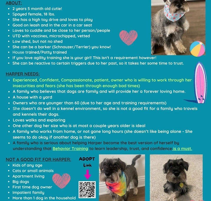 Photo of Harper  (STOLEN)
