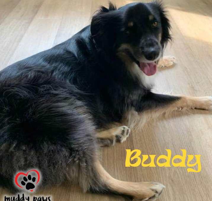 Photo of Buddy (Courtesy Post)