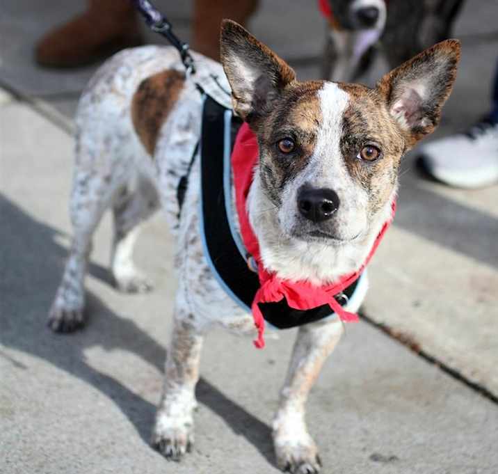 Photo of Popeye