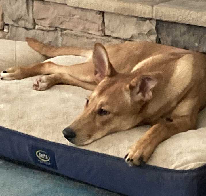 Photo of Nymeria
