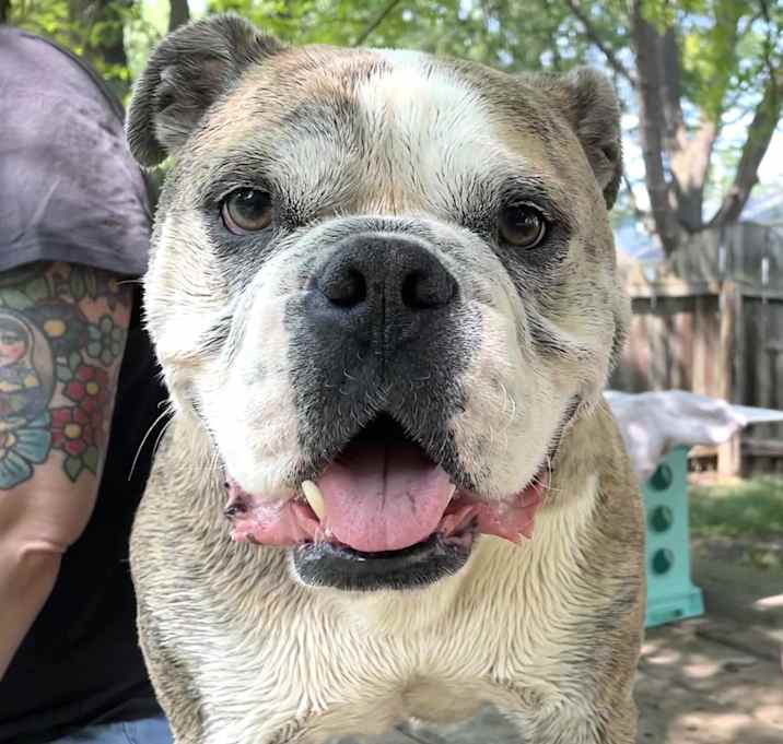 Photo of Chubby