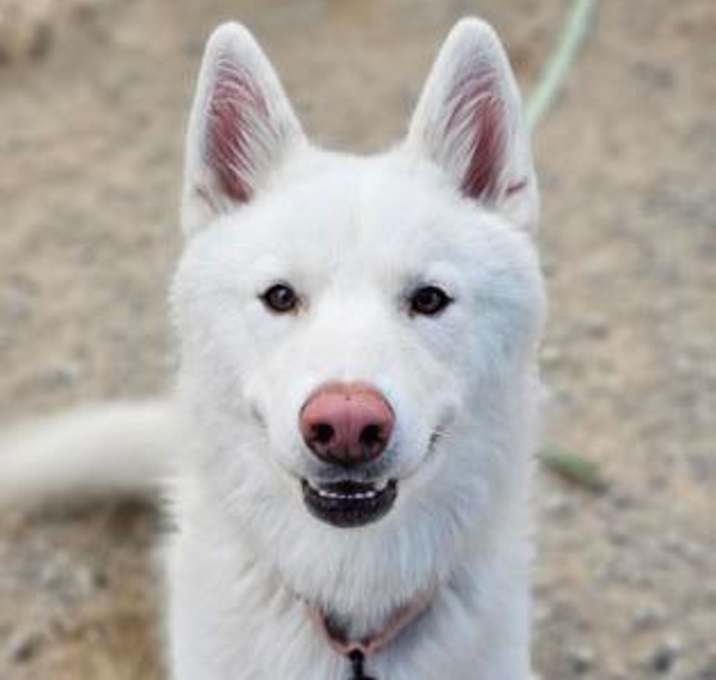 Photo of Ghost