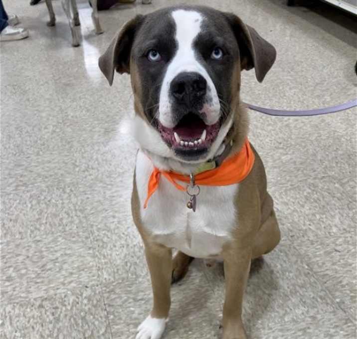 Photo of Balto