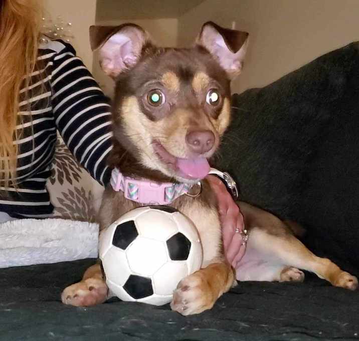 Photo of Fudge