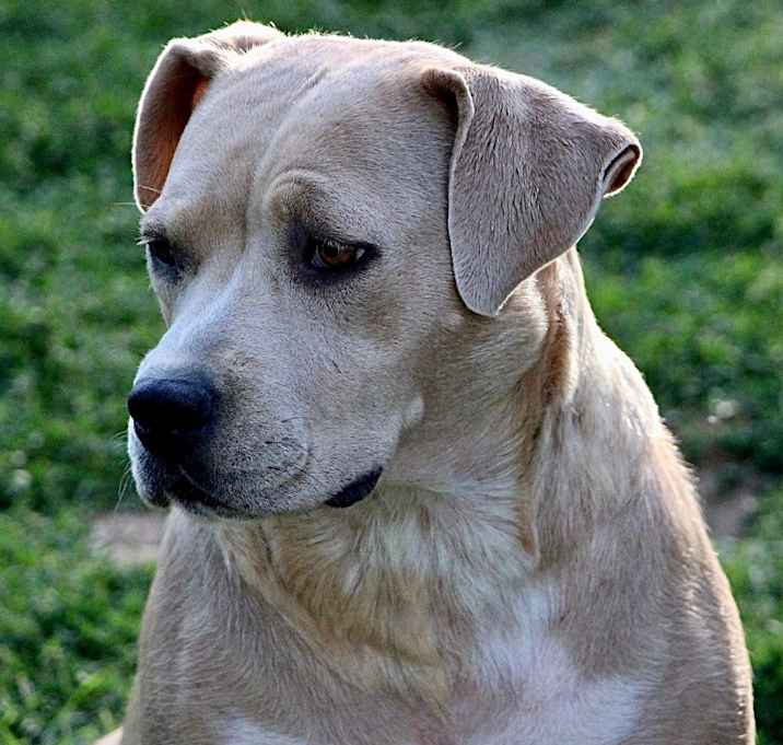 Photo of Cookie