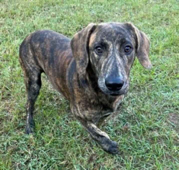 Photo of Tigger