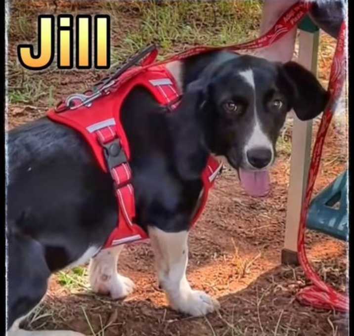 Photo of Puppy Jill