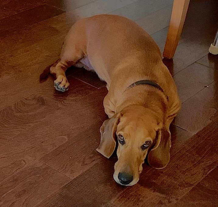 Photo of Sherlock