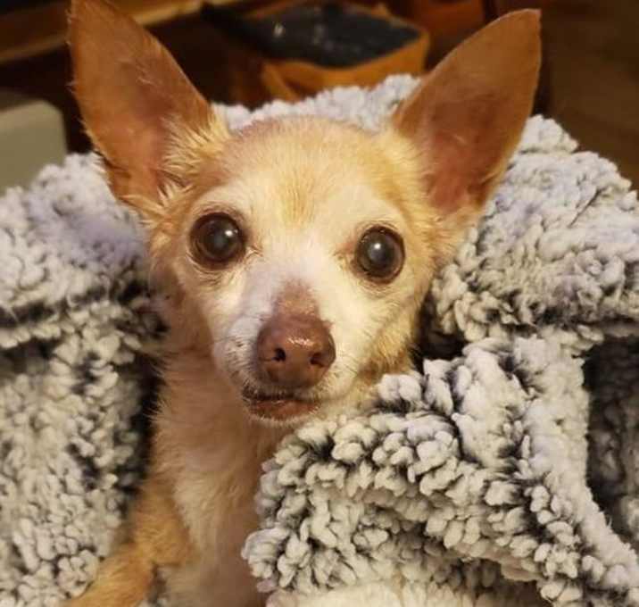 Photo of Chiquita