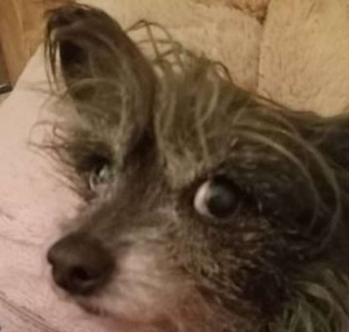 Photo of BIRDIE-Sponsorship needed