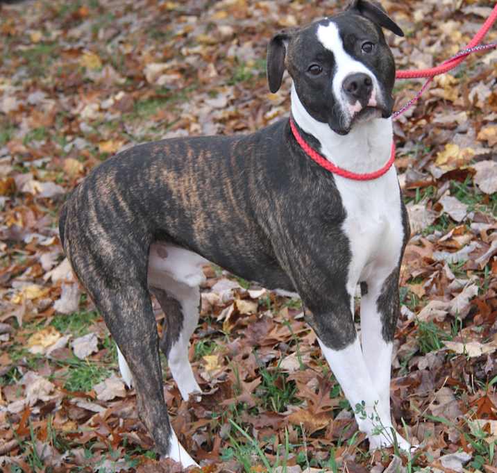 Photo of Spice (Neutered)