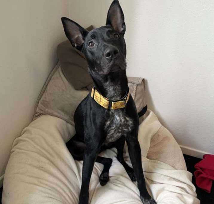 Photo of Batty Koda
