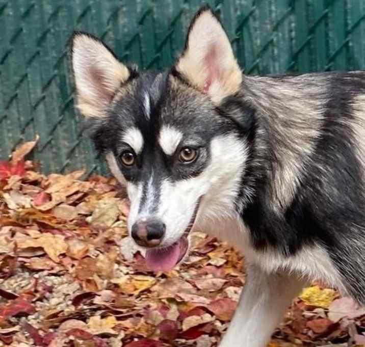 Photo of Willow