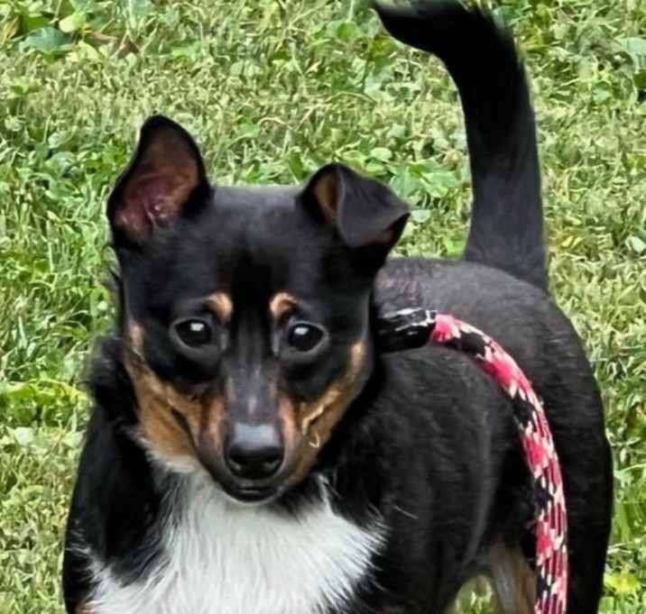 Photo of Nugget