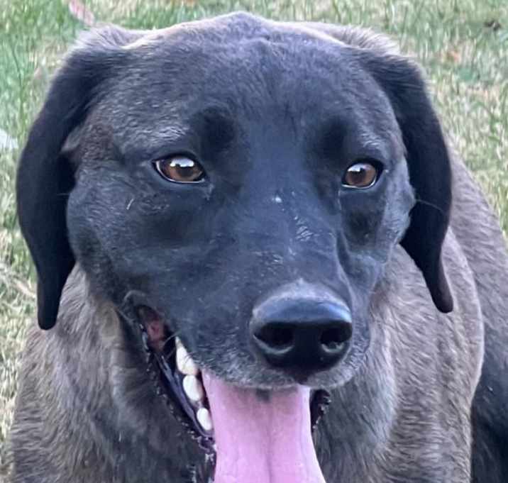 Photo of Willow