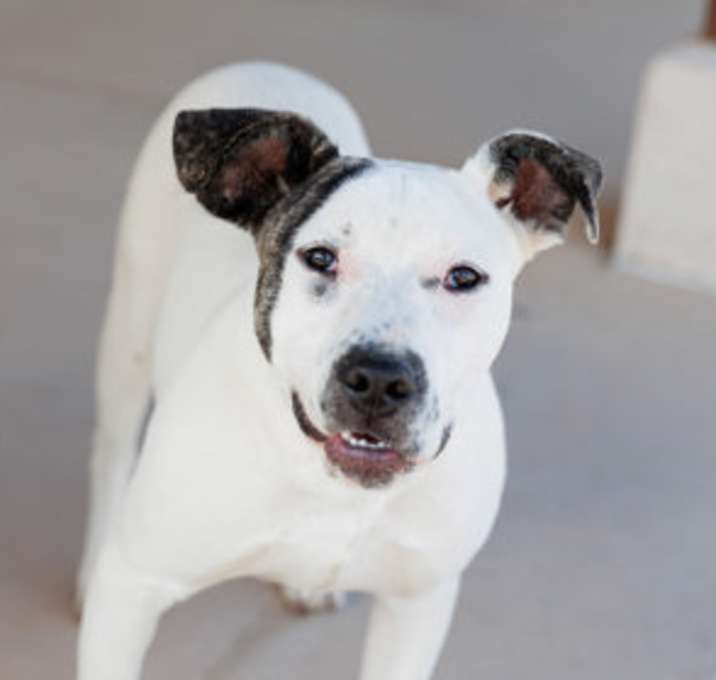 Photo of Indy
