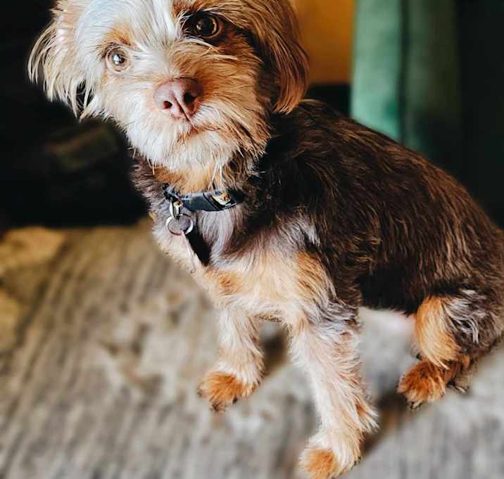 Photo of Harley