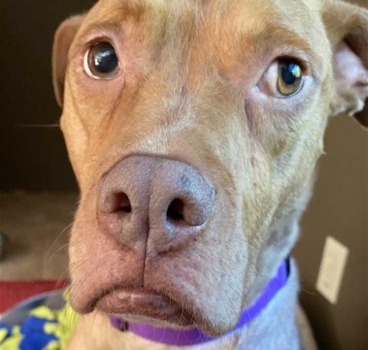 Photo of Stella