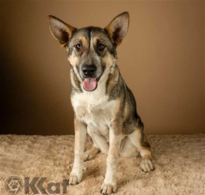 Photo of Nala