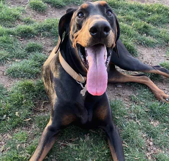 Photo of Loki