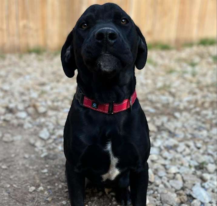 Photo of Shadow (Black Jack)