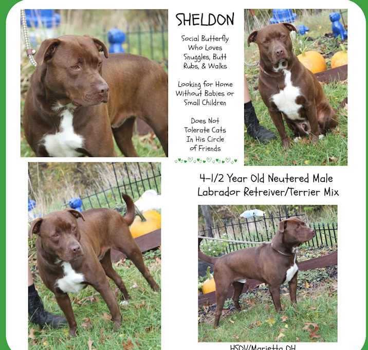 Photo of Sheldon Neutered-Pics 10/20/23
