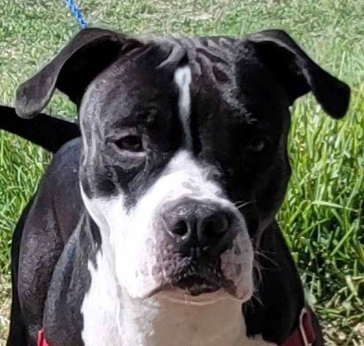 Photo of Athena