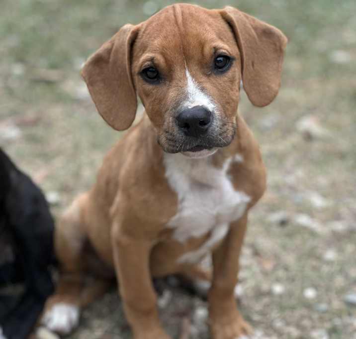 Photo of Peanut butter