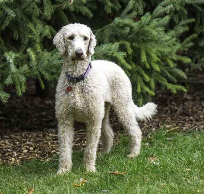 Photo of Tootsie D5863
