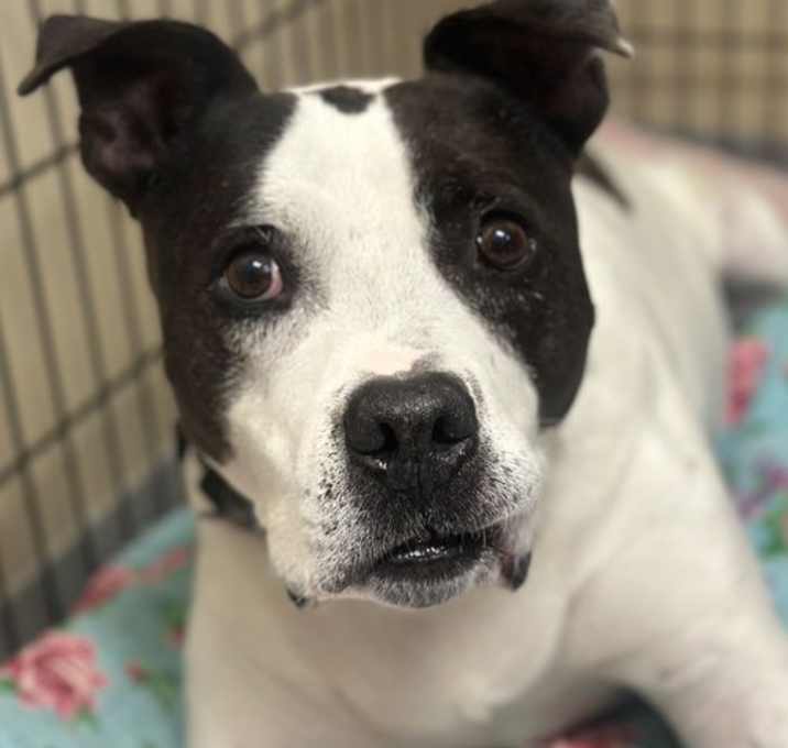 Photo of 167821 Aubrie (Off Site Foster)