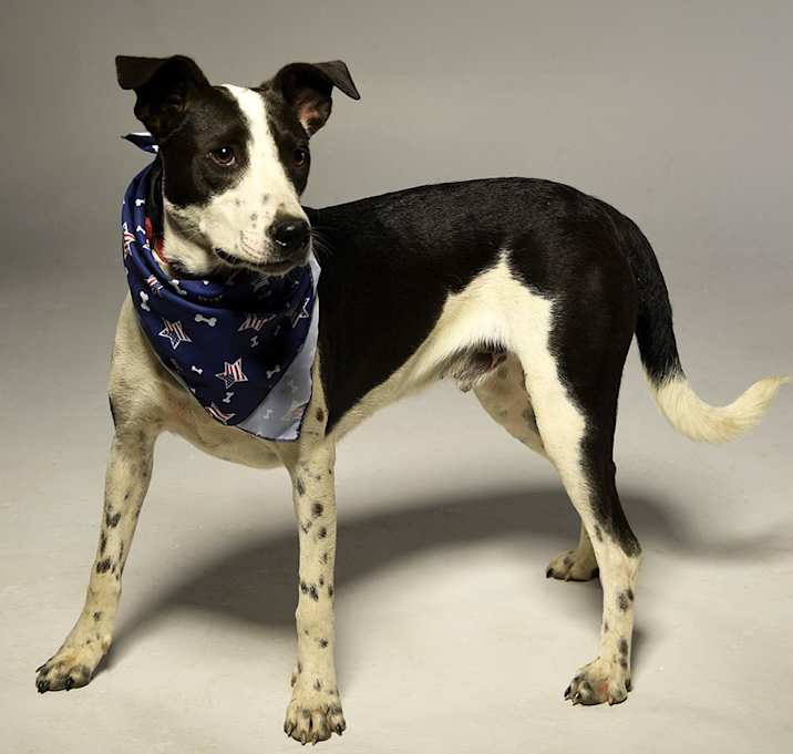 Photo of Abner - Sponsored