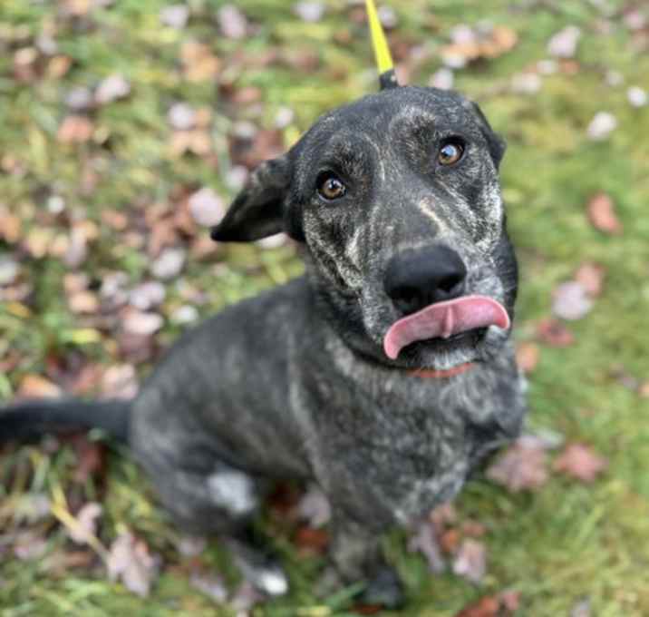 Photo of Canis