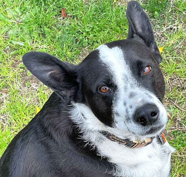 Photo of Milo
